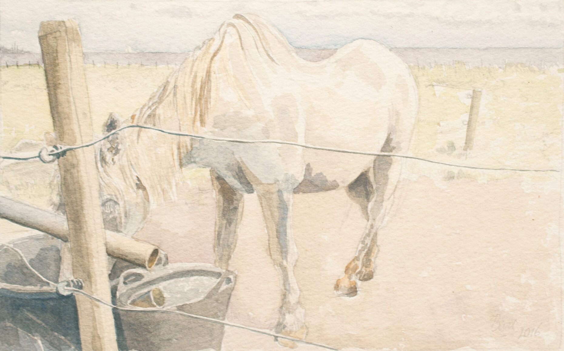 "Paardje met dorst, Vlieland", 2016