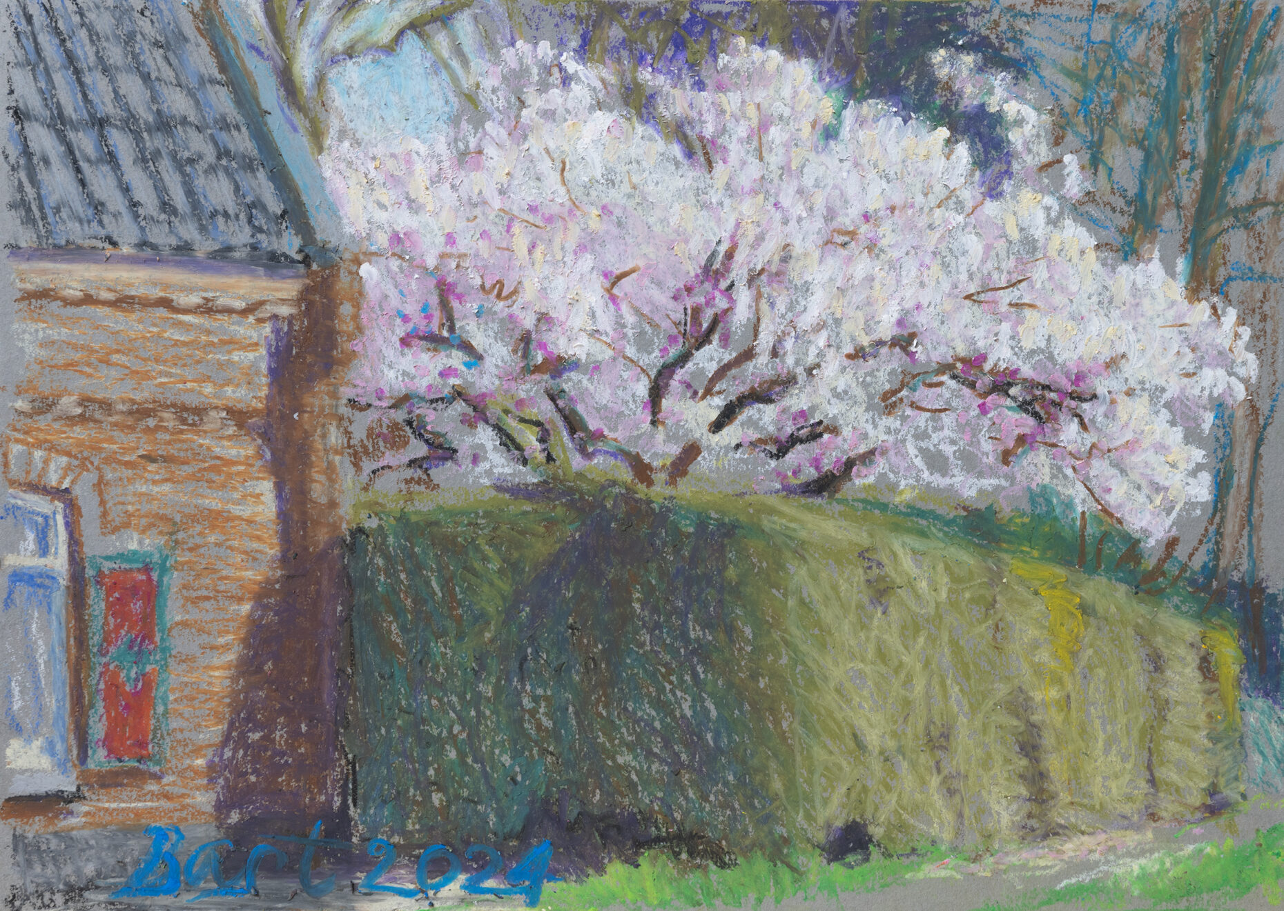 "Bloeiende Magnolia bij parkwachtershuisje, Oosterbeek", 2024